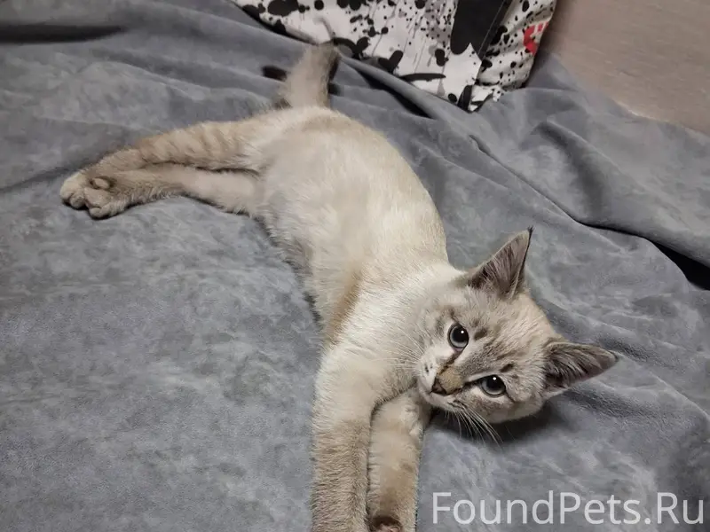 Найден котёнок 🐱 ЗАБИЛСЯ ПОД К...