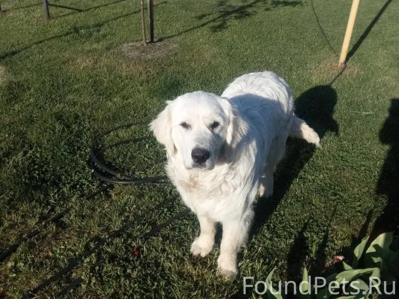 Потерялся пес по кличке Оскар....