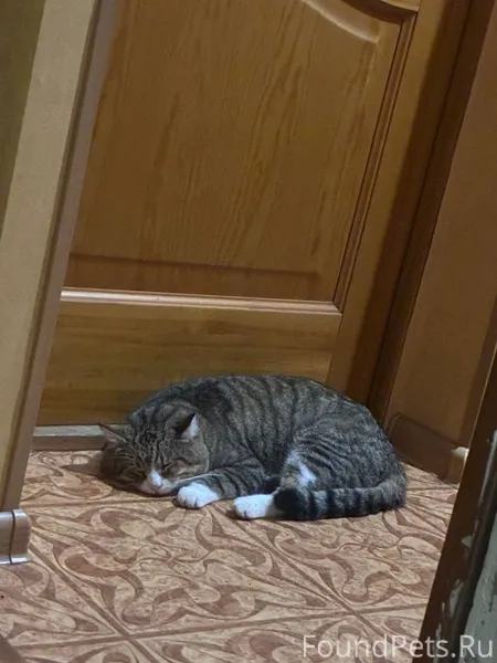 Добры вечер, пропал кот в райо...