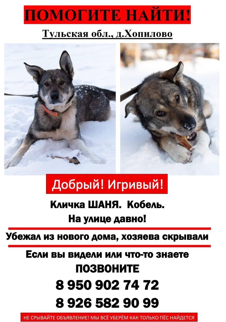 ‼️УБЕЖАЛА СОБАКА Тульская обла...