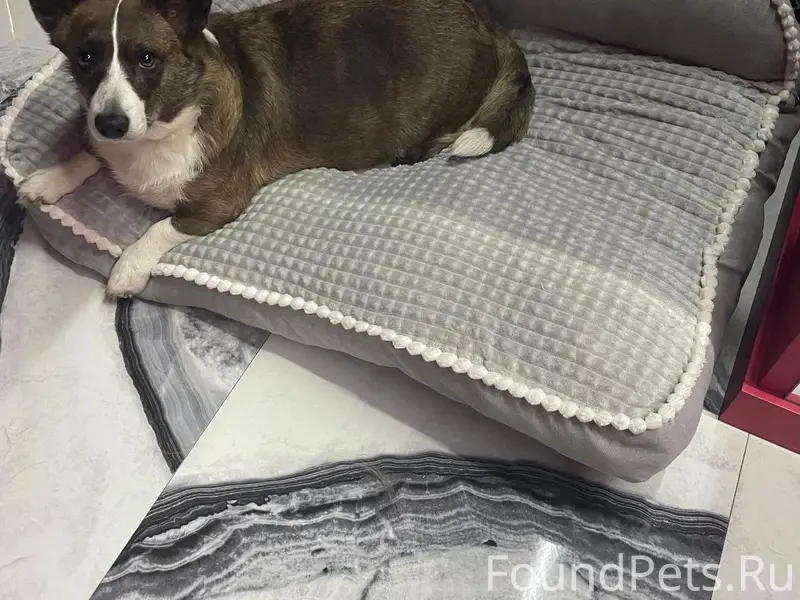 Дедовск. Здравствуйте! Потерял...