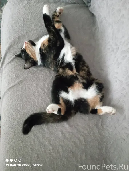 Пропала кошка в районе ул. Экз...