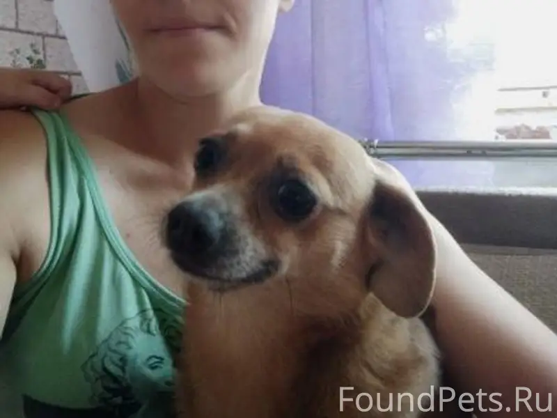 Пропала собака по кличке Кнопа...