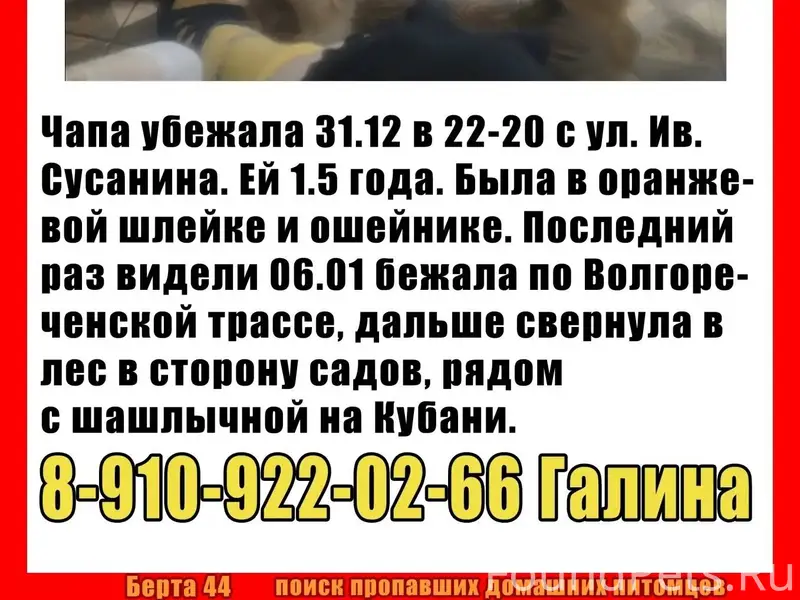 Пропала собака! Последний раз ...
