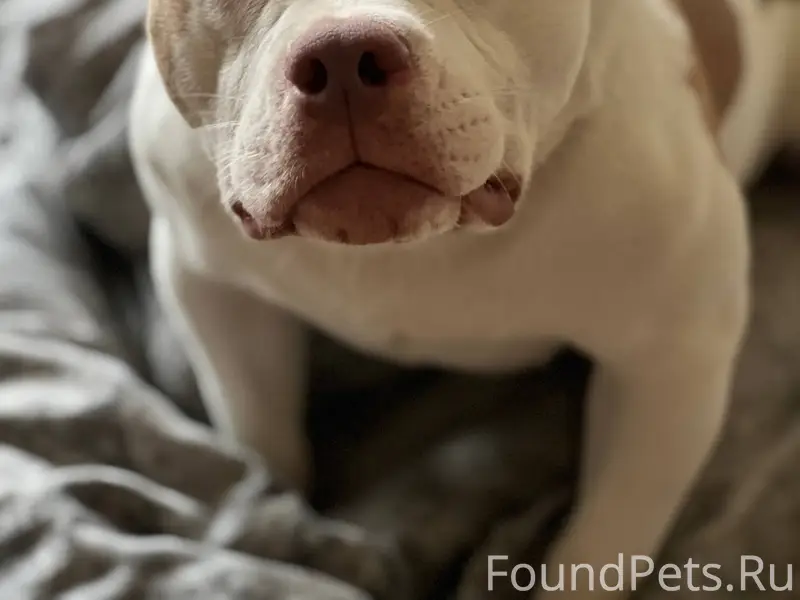 Потерялась собака, кличка Мафф...