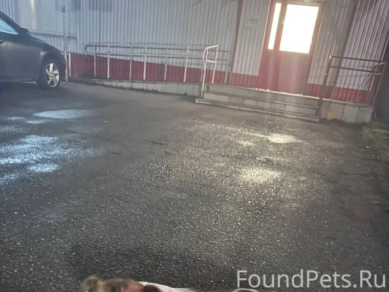 Потерялась собака 🐕‍🦺 по кличк...