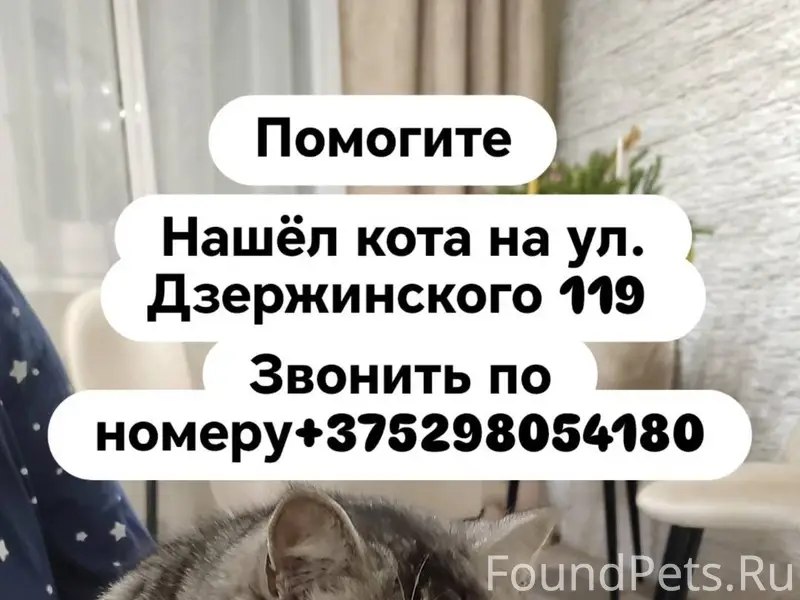 Найден кот на ул. Дзержинского...
