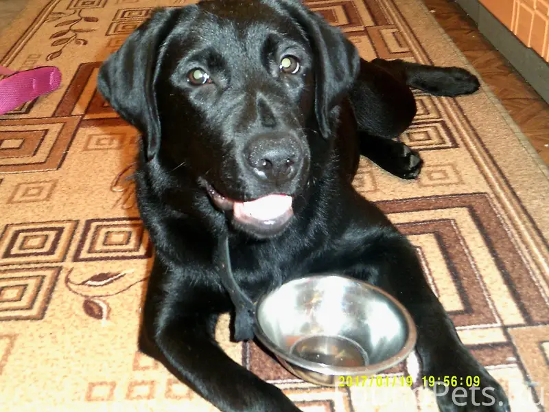 Пропала собака лабрадор. Черно...