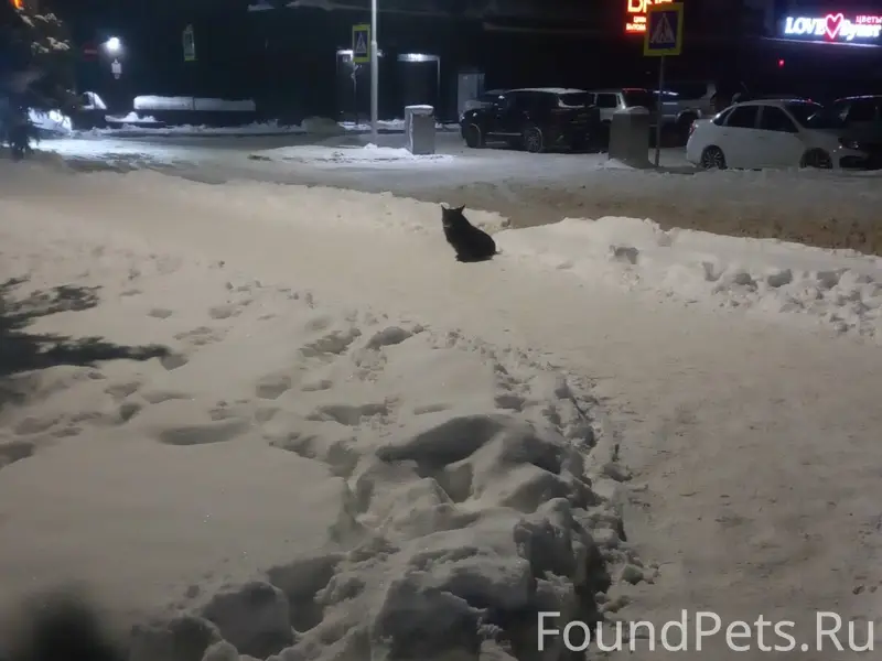 Тёмная собака,похожа на корги....