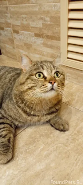 Пропал кот по кличке Кузя. Убе...