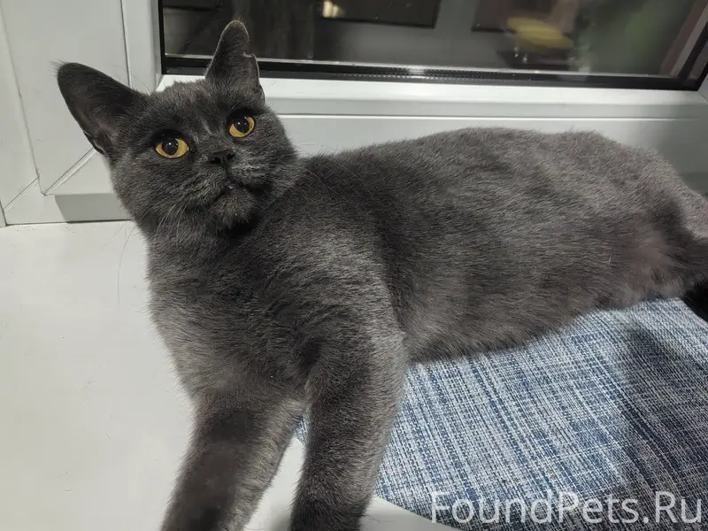 Ростов-на-Дону. Найдена кошка,...