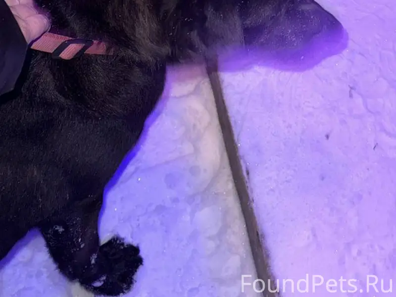 Блуждает ищет хозяина. 