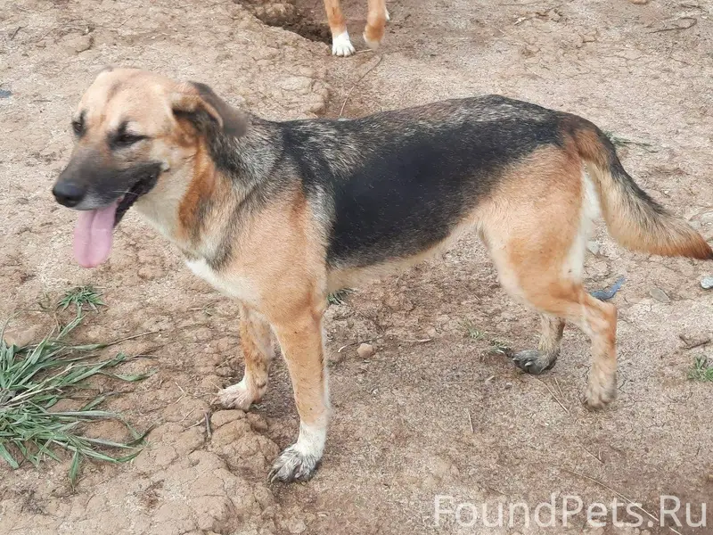 Sos ‼‼Sos‼Sos‼Потеряшка‼ В рай...