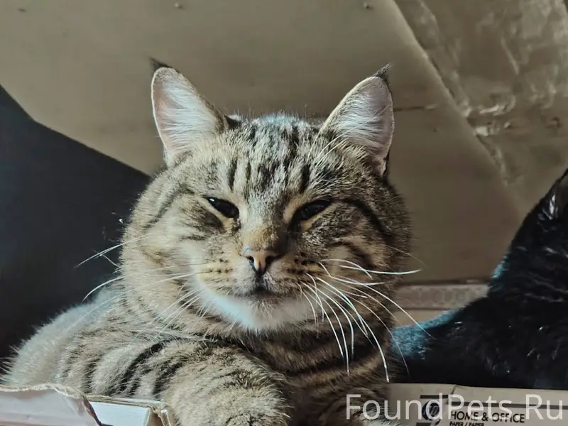 Пропал кот кличка "Мурчик" 5 я...