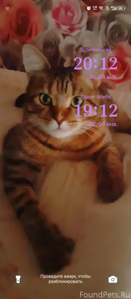 ПРОПАЛА КОШКА! 1 января пропал...