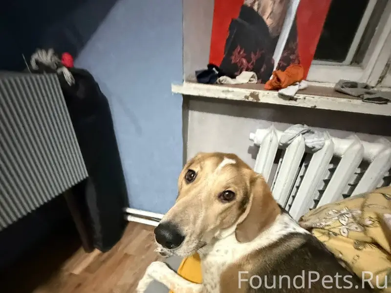 Здравствуйте, убежала собака с...