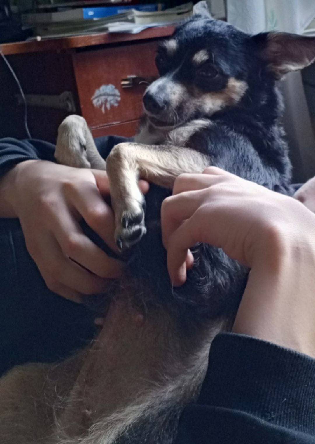 Пропала собака, зовут Нюша, 5 ...