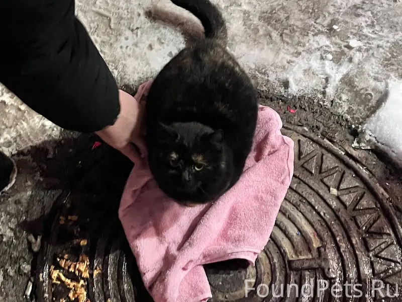 Найдена кошка! Либо подросток,...