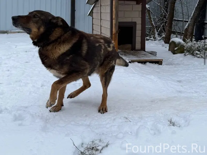❗️02.01 около 15:00 пропала...