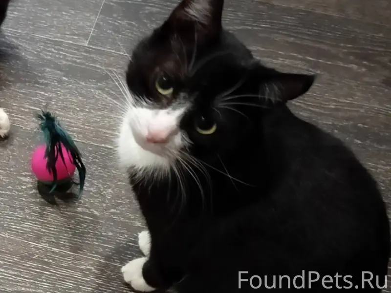 Здравствуйте.6.01 пропал кот.К...
