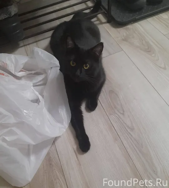 Пропал кот, Хазбик,2 года, пол...