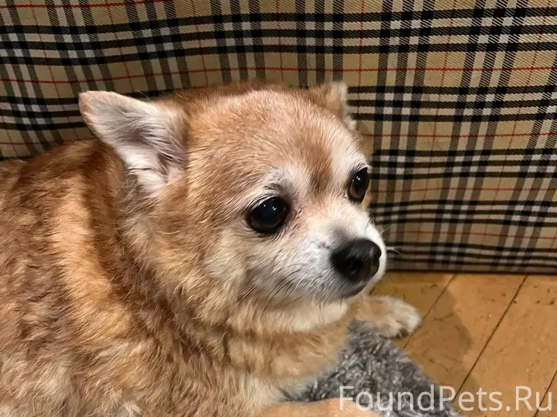 Найден песик смесь чихуа и шпица Василеостровский район