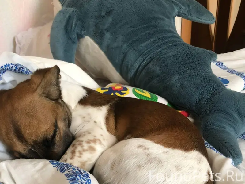 Убежала собака в районе Ямницк...