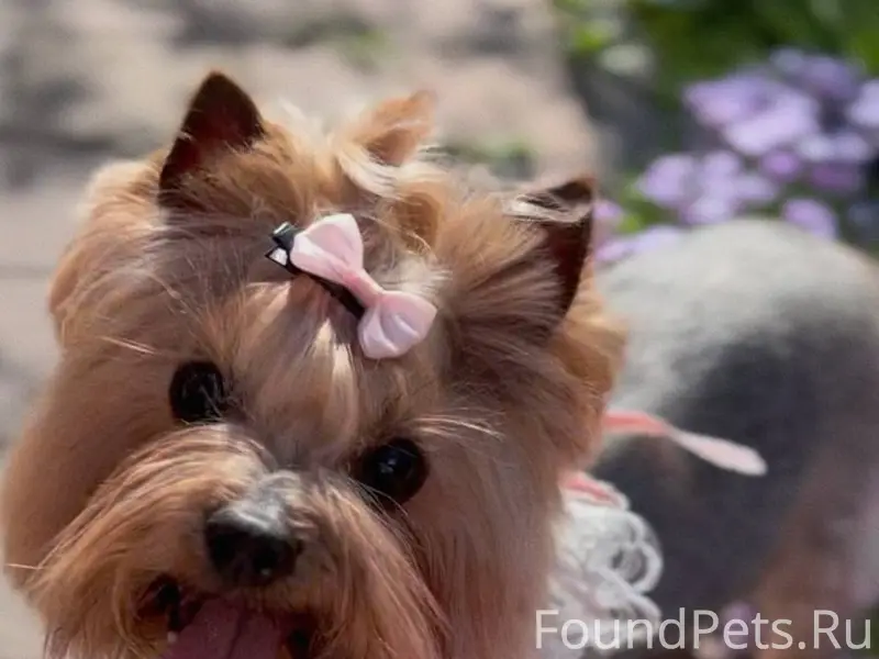 Пропала собака породы йоркширс...