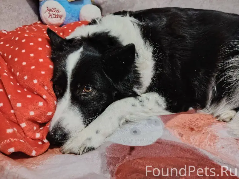 Найдена очень добрая и ласкова...