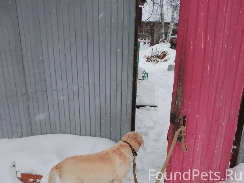 #poterya@pol_shmot #pets@pol_s...