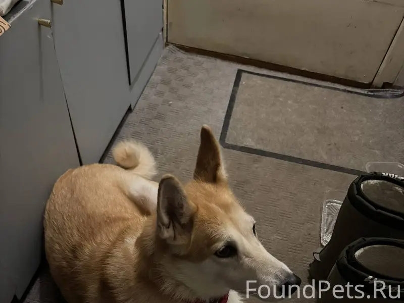 Найдена собака сегодня 08.01 в...