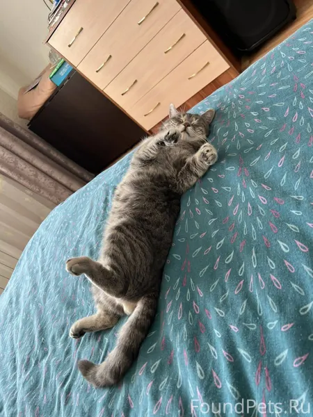 Пропал кот в районе слабодки