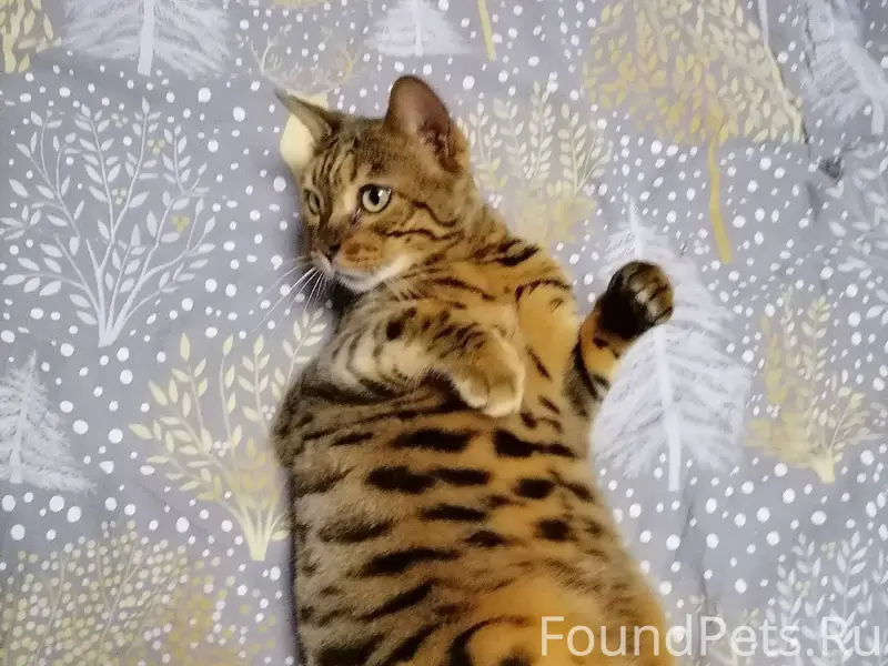 5 января пропала кошка, красны...