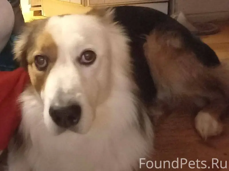 Пропала собака! Испугалась сал...