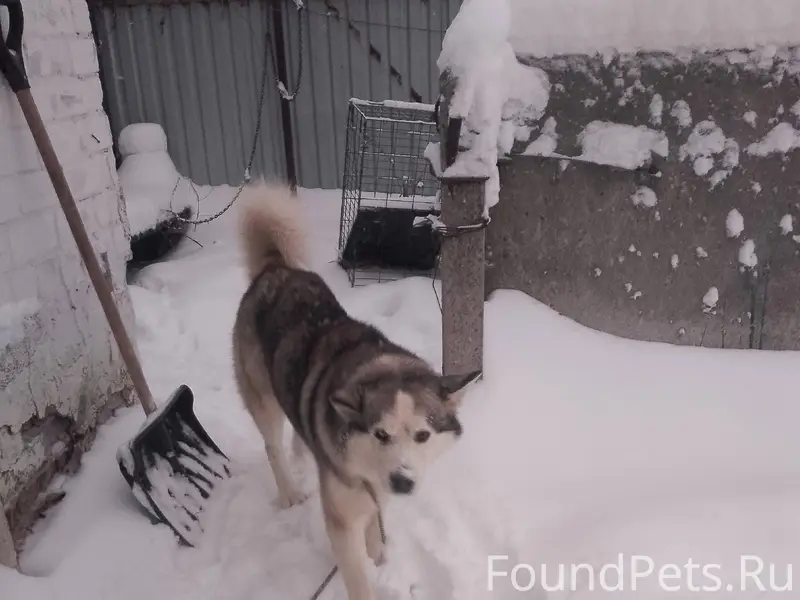 🆘️Дорогие друзья, срочный розы...