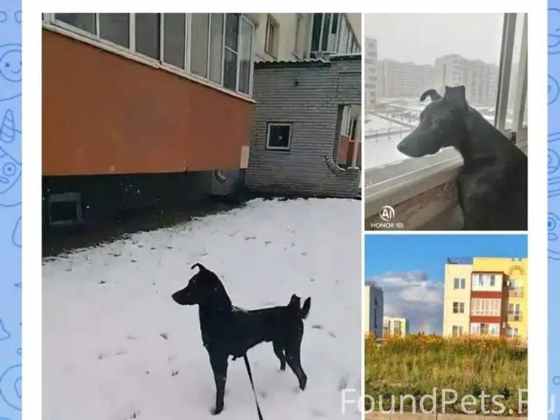 Здравствуйте! Вчера в Амуре2 п...