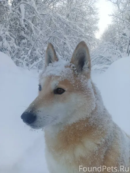 Потерялась собака лайка, кобел...