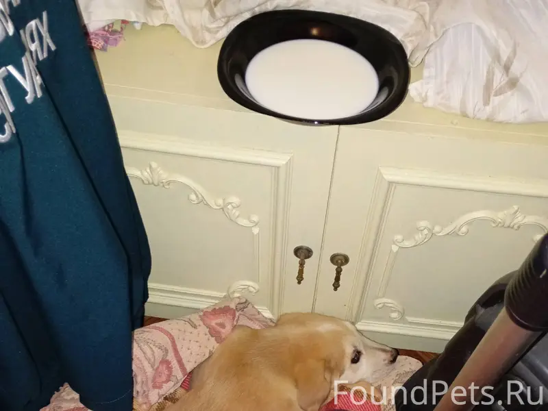 Найден щенок, на вид совсем ма...