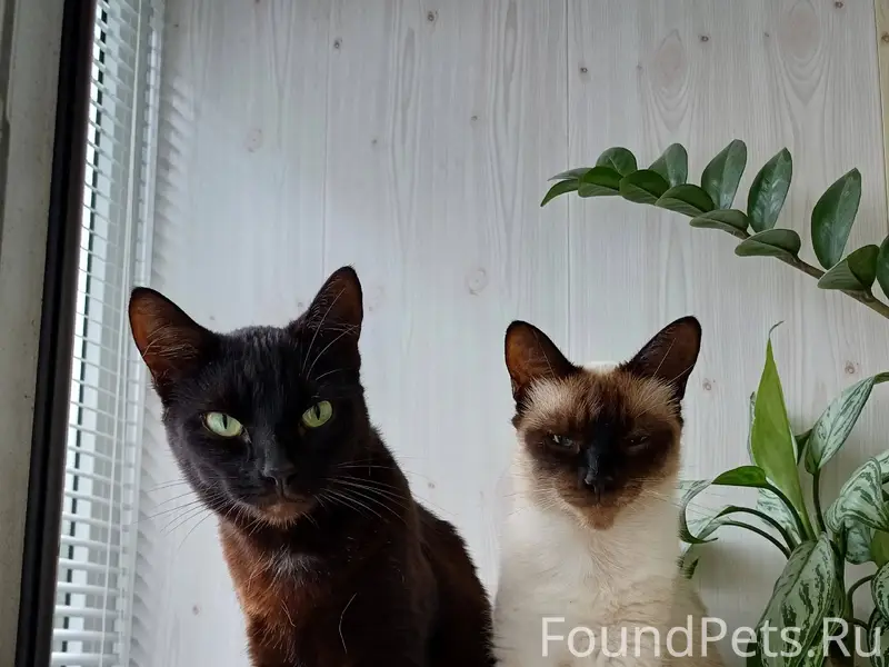 Здравствуйте, 7.01 пропал кот ...