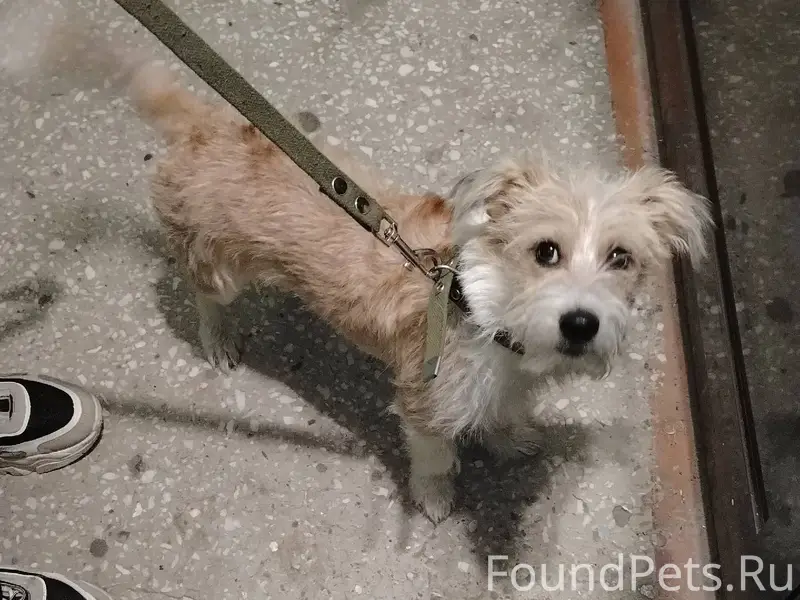 Пропала собака г. Барнаул, про...