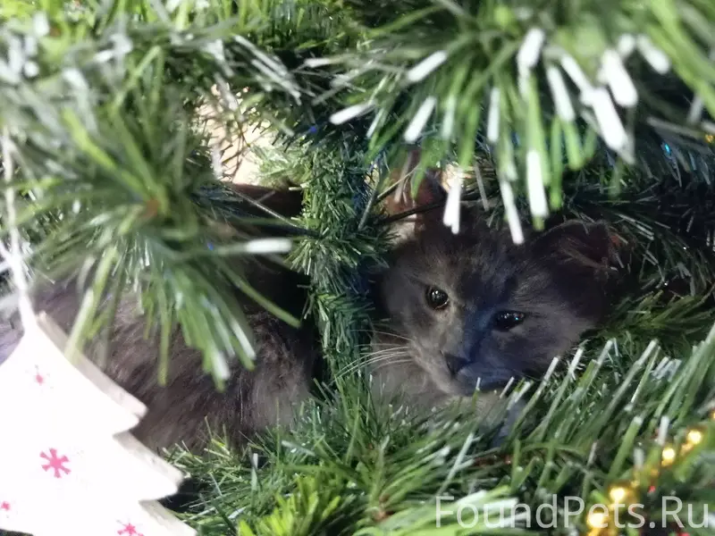 Пропал серый пушистый большой ...