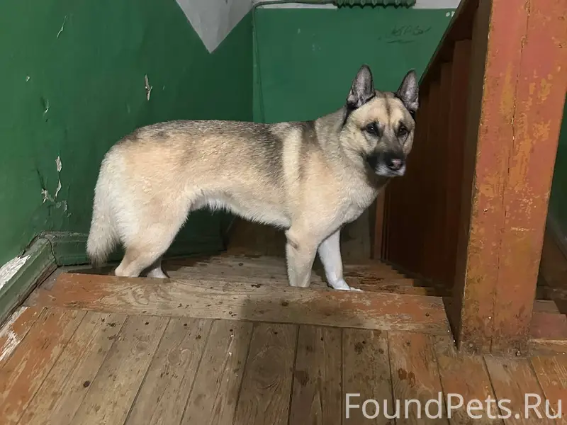 Район Филейка ❗️Найден пес с 7...