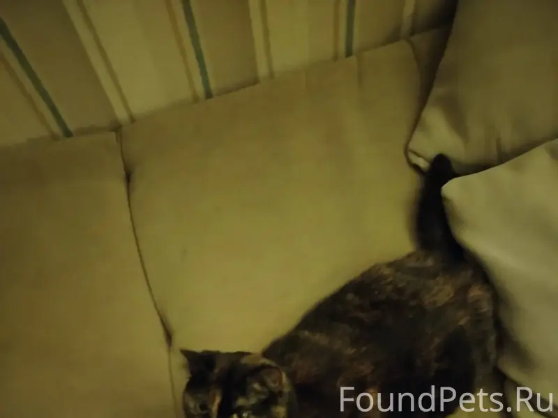 ПРОПАЛА КОШКА!!! вышла гулять,...