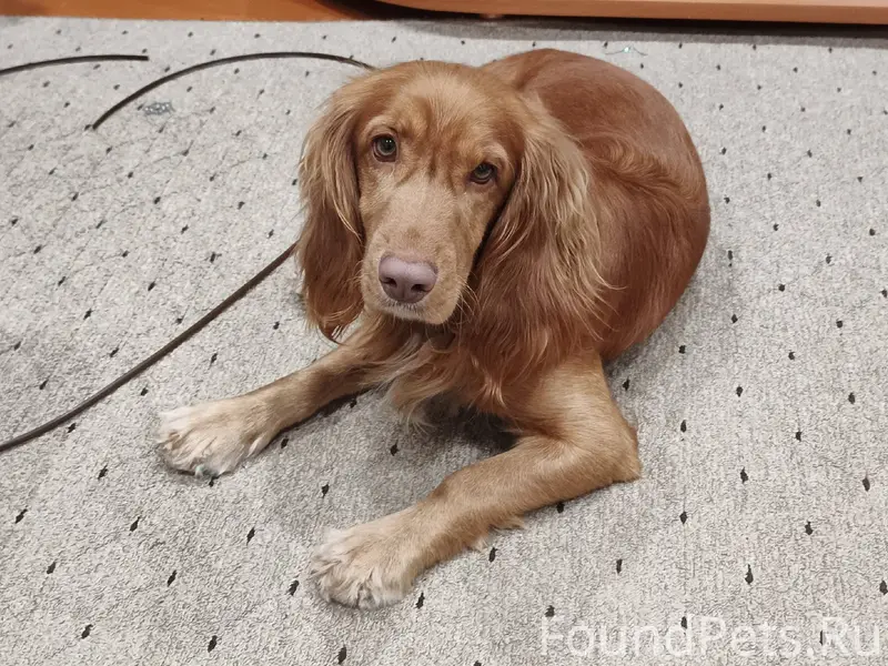 Пропала собака породы спаниель...