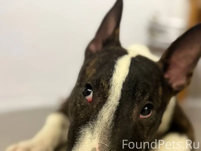 Потерялась собака, испугался к...