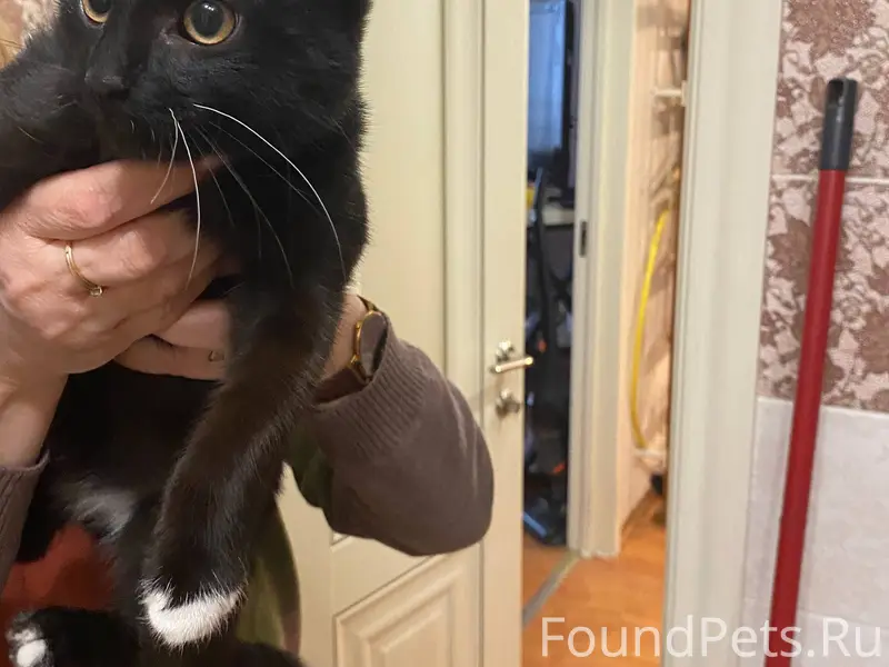 Найден котенок, мальчик, чисте...