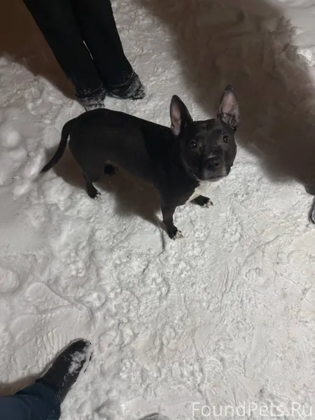 Найдена собака,девочка предпол...