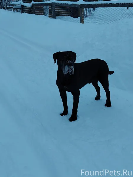 ‼️🆘️Кане-корсо с этого поста🆘️...