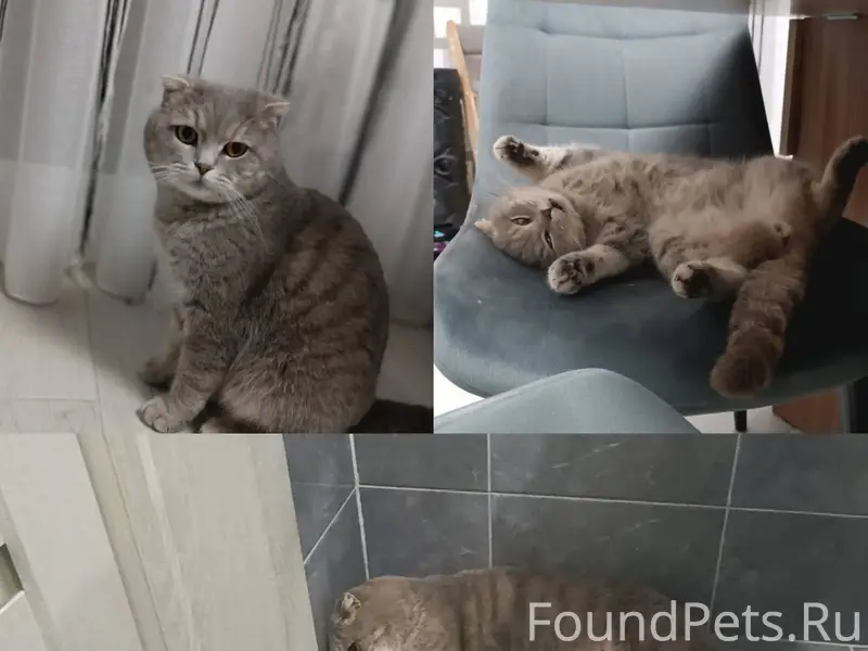 Пропал кот, Жорик (Жорка). Про...