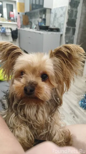 Потерялась собака, в районе со...